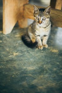 Brown Tabby Kitten Beside Wooden Frame photo
