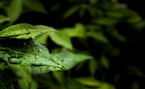 Macro Photography Of Water Dew On Green Leaf Plant photo