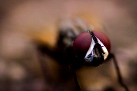Close-up Photography Of Fly