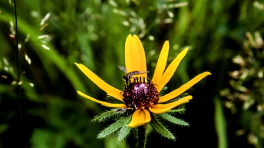 Closeup Photo Of Yellow Petaled Flower