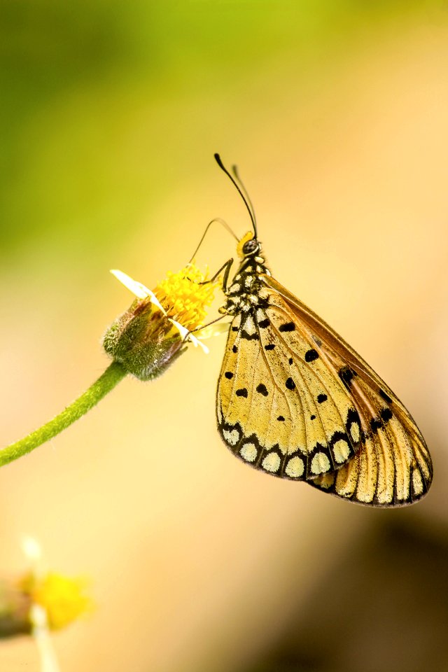 Close-up Photography Of Butterfly photo