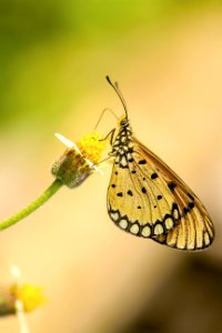 Close-up Photography Of Butterfly