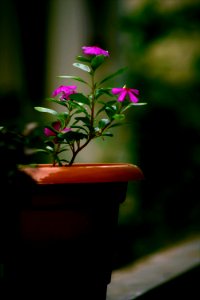 Shallow Focus Photography Of Pink Flower Plant With Brown Pot