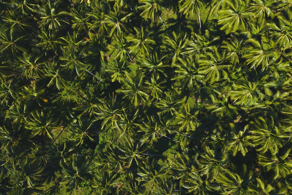 Green Leafed Plant