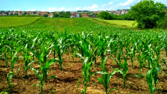 Corn Plant On Field