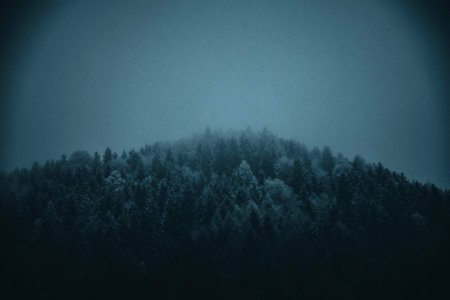 Icy Pine Trees