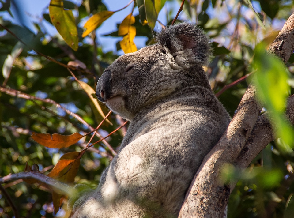 Queensland marsupial wild