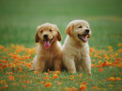 Two Yellow Labrador Retriever Puppies photo