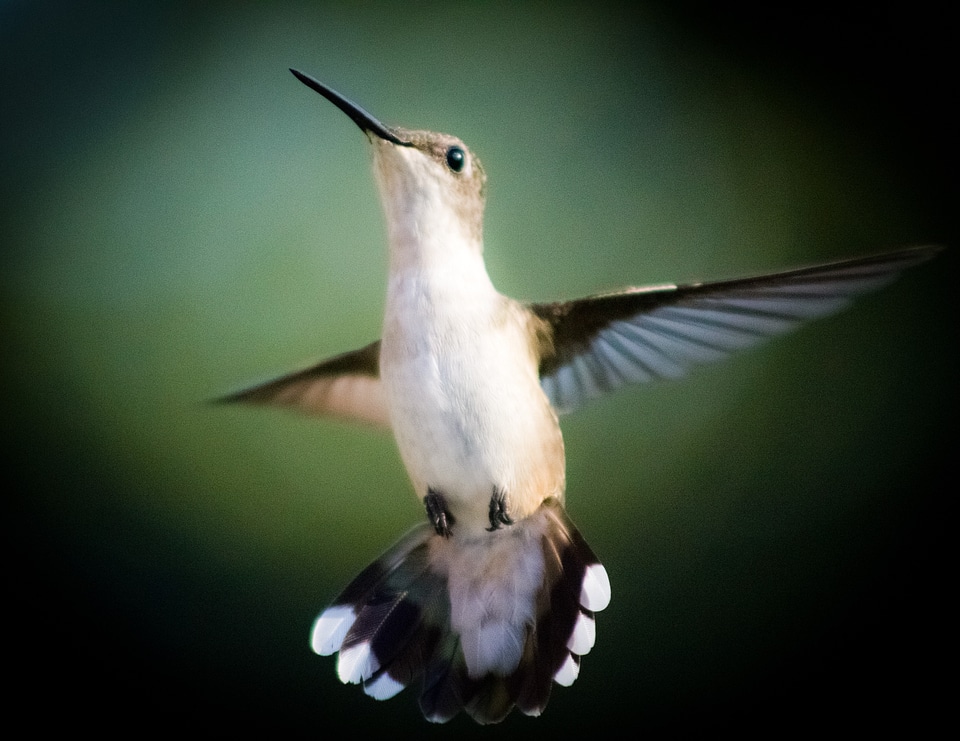 Outside fly wings