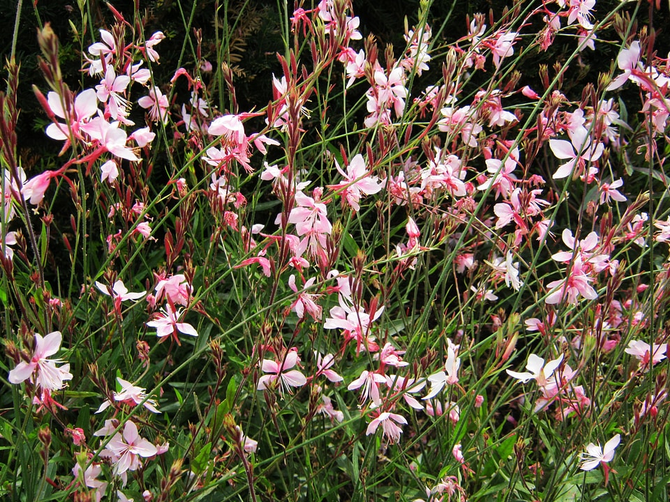 Tiresome flowers bed