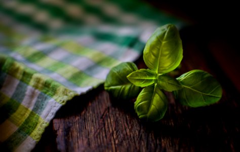 Shallow Focus Photography Of Green Leaves photo