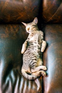 Gray Tabby Cat photo