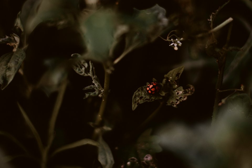 Ladybird Perched On Vegetation Leaves