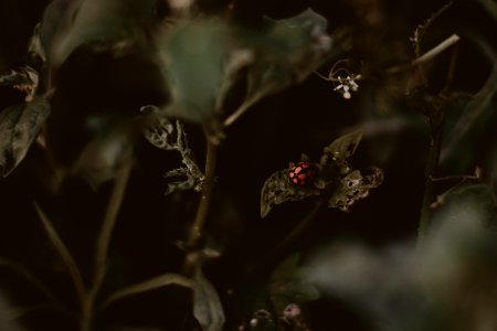 Ladybird Perched On Vegetation Leaves