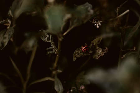 Ladybird Perched On Vegetation Leaves photo