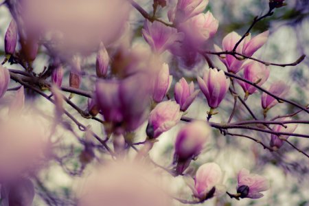 Close-up Photography Of Magnolia Flowers photo
