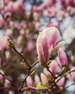 Close-up Photography Of Magnolia Flowers photo