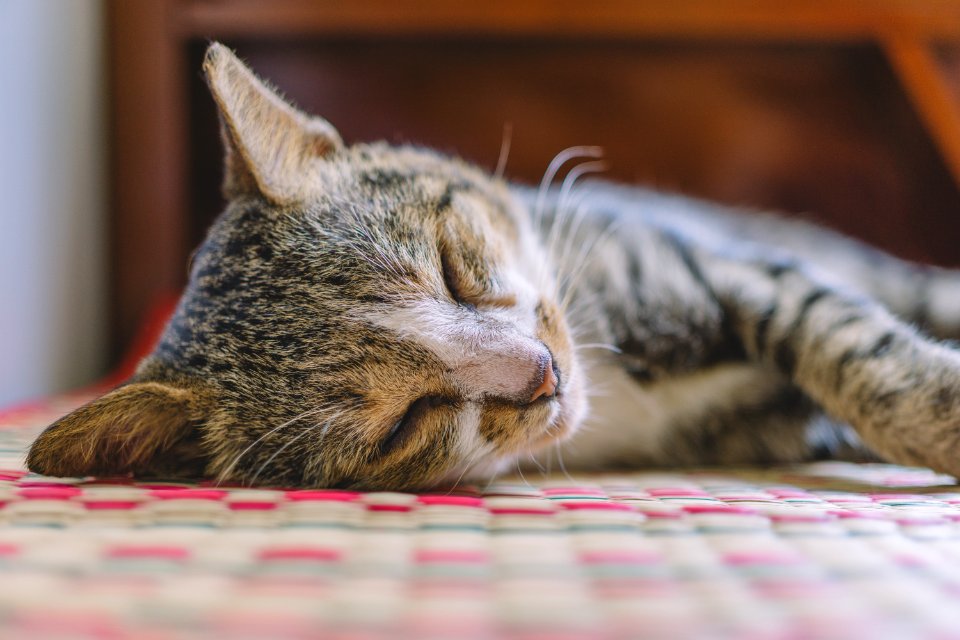 Selective Focus Photography Of Gray Tabby Kitten