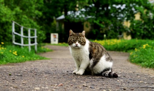 White And Brown Cat Between Path