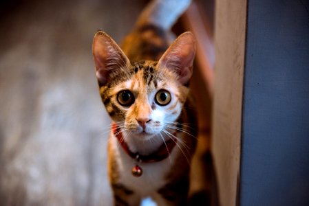 Closeup Photography Of Brown Tabby Cat With Bell On Neck photo