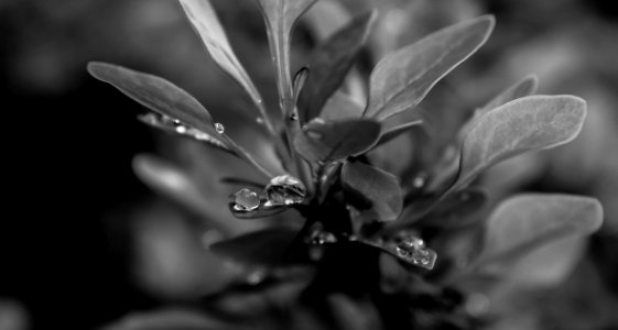Grayscale Photo Of Plant photo