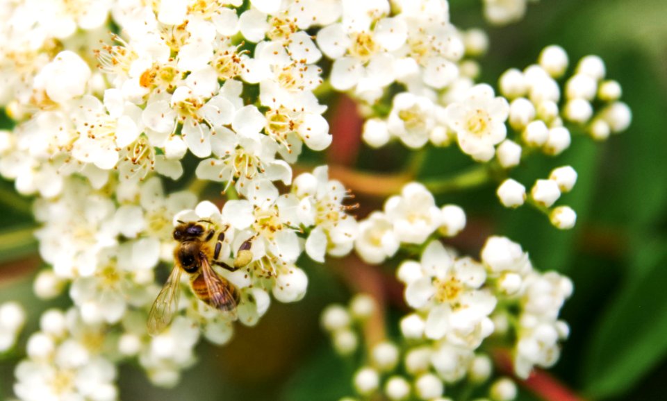 Tilt Shift Lens Photography Of Bee On White Flower