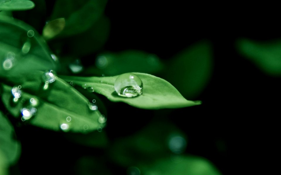 Macro Photography Of Droplets On Leaves