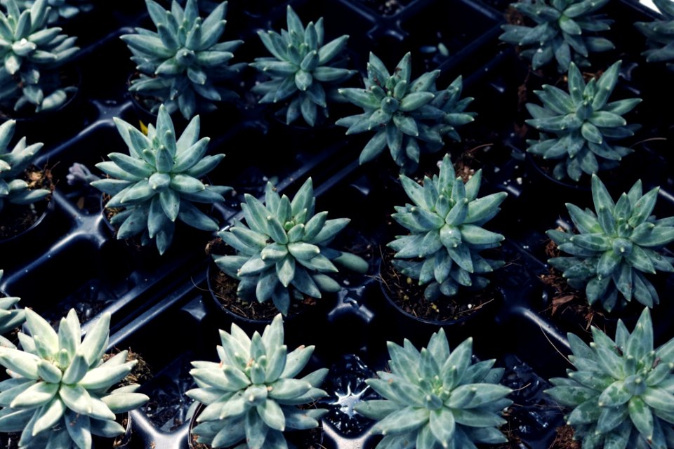 Green Leafed Plant Lot