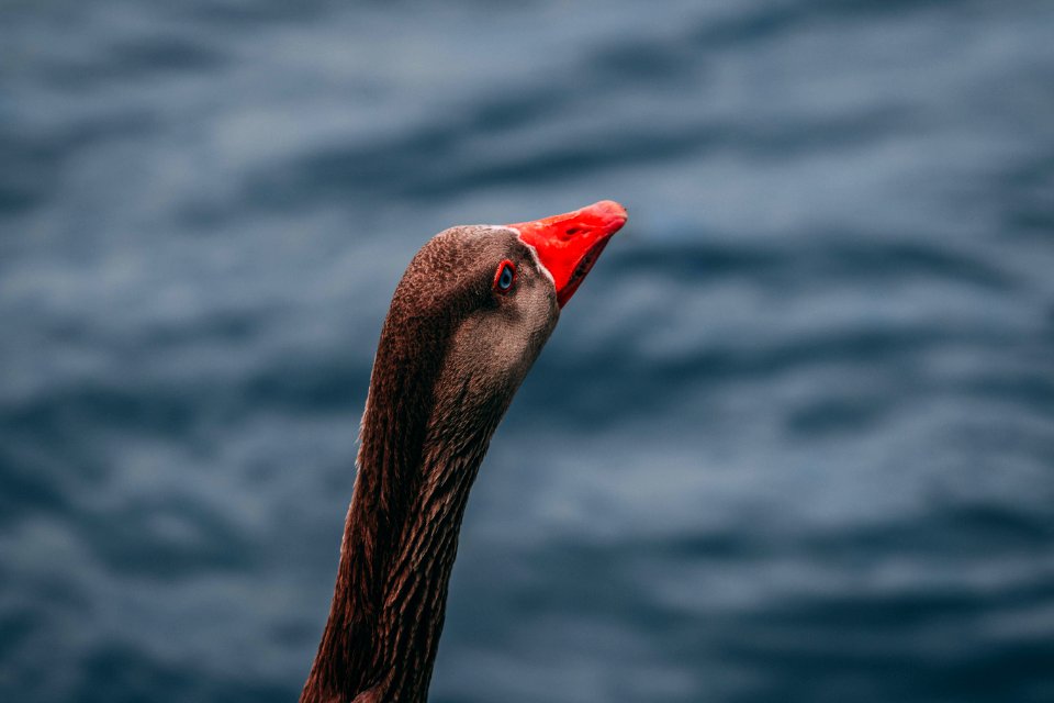 Macro Photography Of Brown And Red Goose