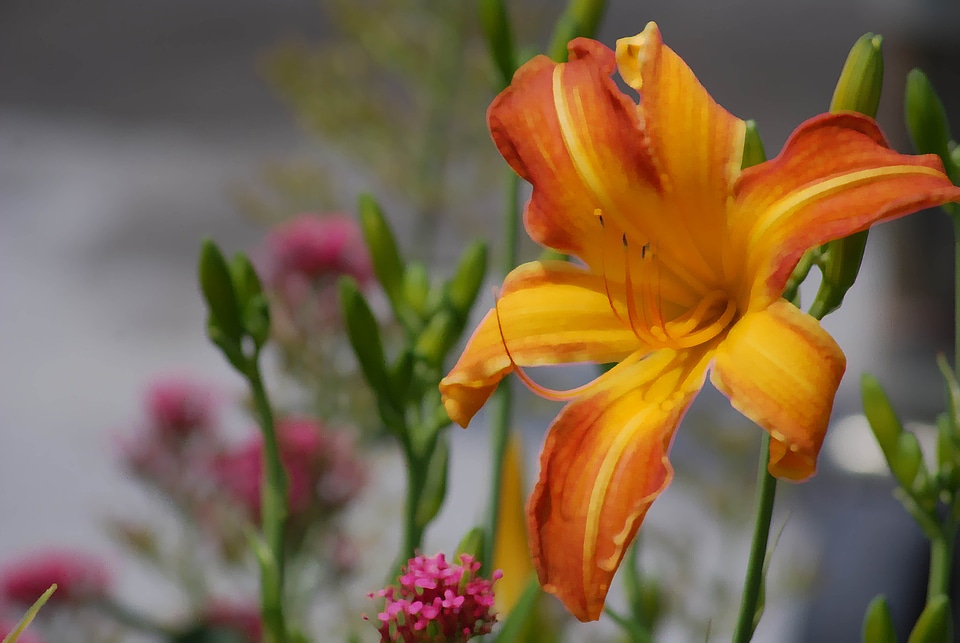 Bloom blossom botany