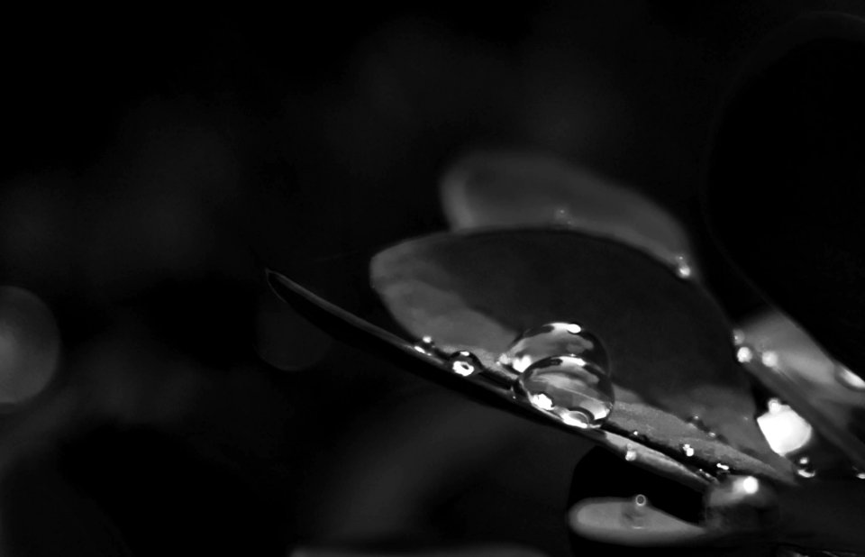 Grayscale Photo Of Drew Drops On Plant photo