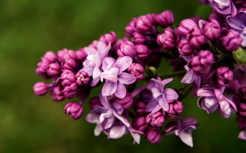 Close-up Photo Of Purple Petal Flowers photo