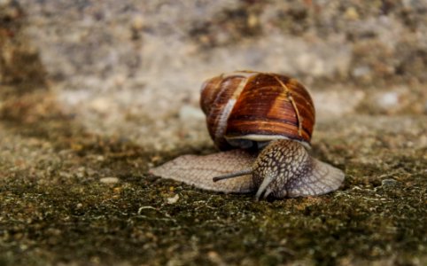 Close-up Photography Of Snail photo