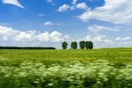 Green Grass Field