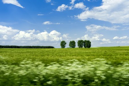 Green Grass Field photo