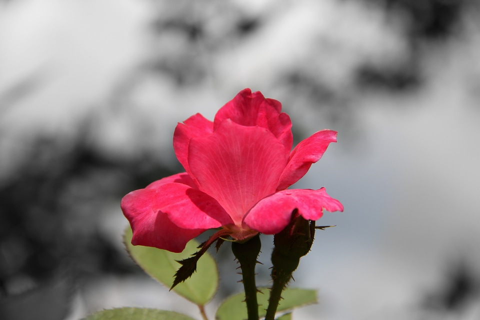 Floral blossom petal