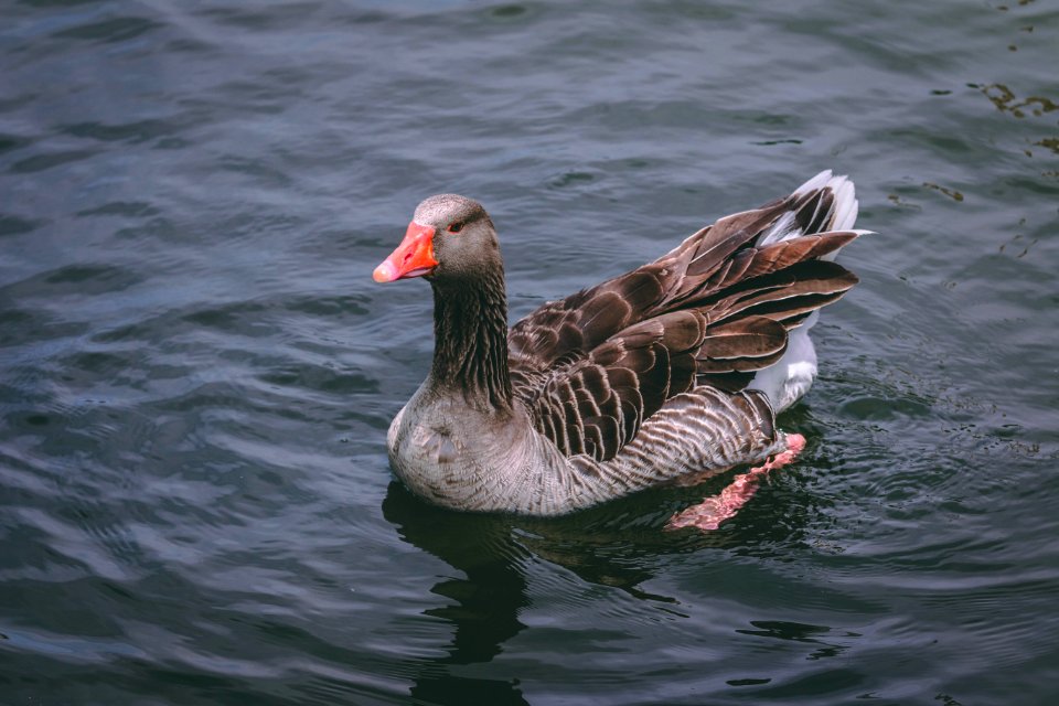 Gray And Black Duck