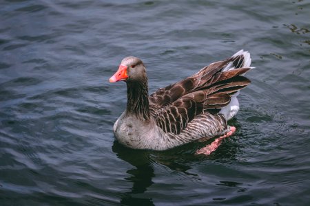 Gray And Black Duck photo