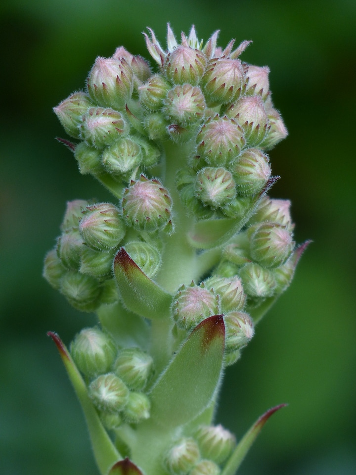 Green houseleek plant