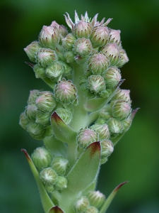 Green houseleek plant