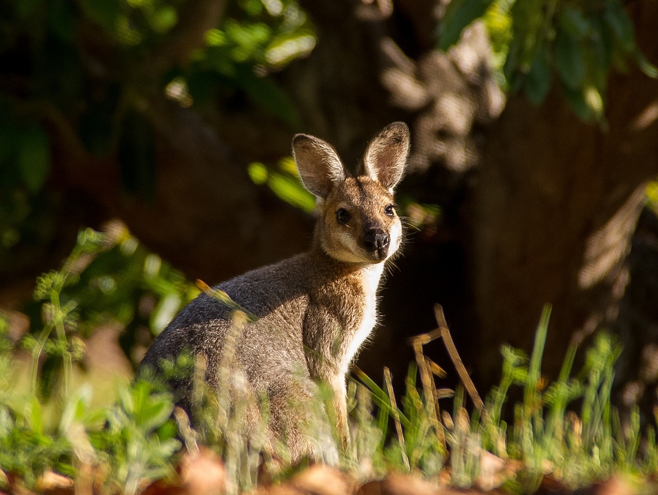 Juvenile animal australia