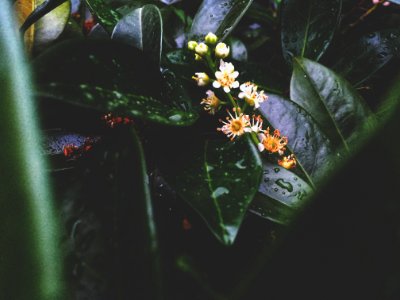 Shallow Focus Photography Of Plants