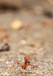 Close-up Photography Of Ant photo