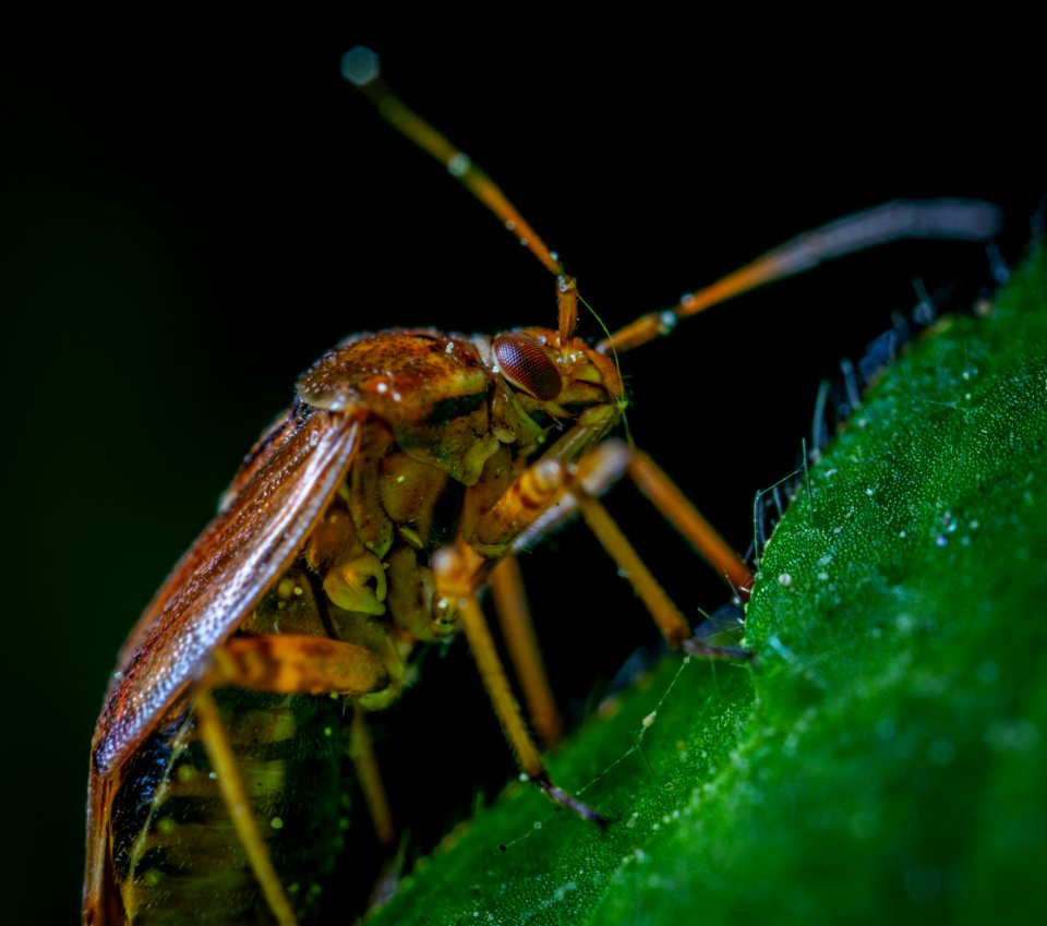 Macro Photography Of Brown Beetle On Green Leaf