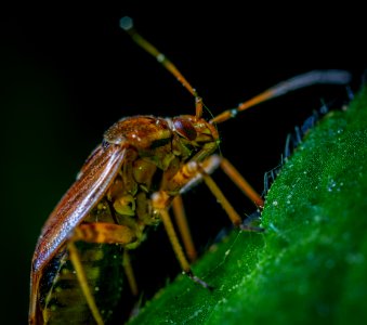 Macro Photography Of Brown Beetle On Green Leaf photo