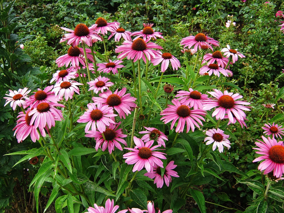 Tiresome flowers bed