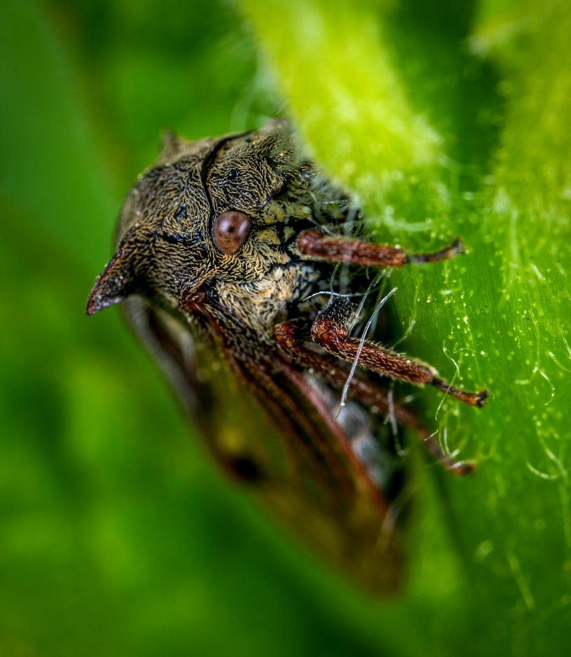 Macro Photography Of Gray And Brown Tree Hopper On Green Leaf