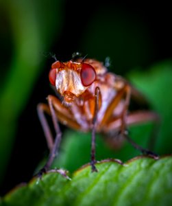 Macro Photography Of Brown Fly On Green Leaf photo