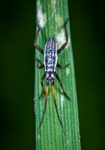 Macro Photo Of White And Black Eastern Longhorn Beetle