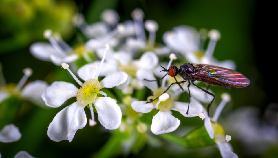 Jeweled Winged Insect Perched On White Leaf